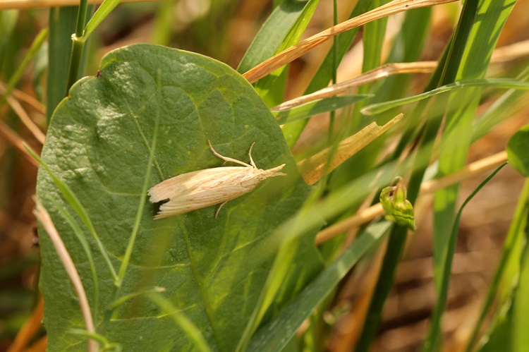 Aiuto identificazione falena - Ematheudes punctella, Pyralidae
